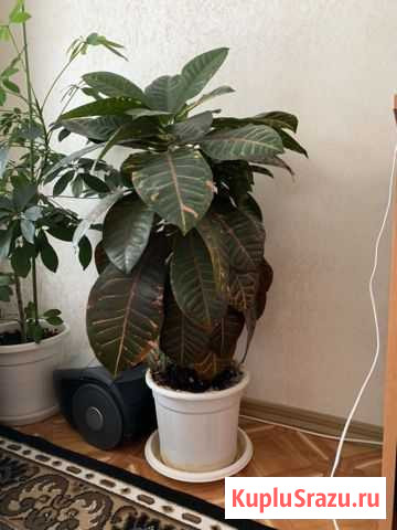 Кротон цветок Кисловодск - изображение 1