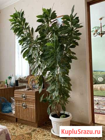 Шефлера цветок Кисловодск - изображение 1