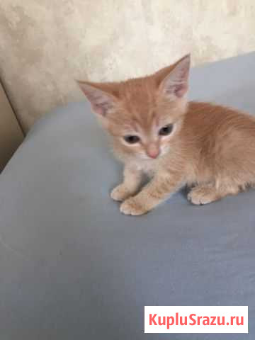 Красивые котята Тимашевск - изображение 1