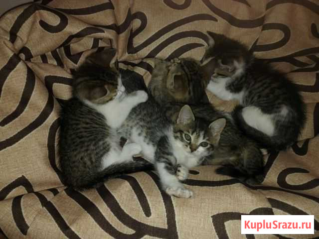 Котята Геленджик - изображение 1