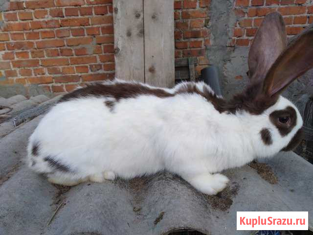 Немецкий пёстрый великан (строкач) Коломна - изображение 1