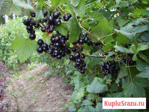 Кусты смородины чёрной и белой Кольчугино