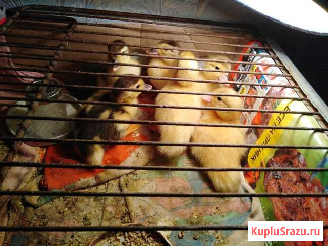 Индоутята Новозыбков - изображение 1