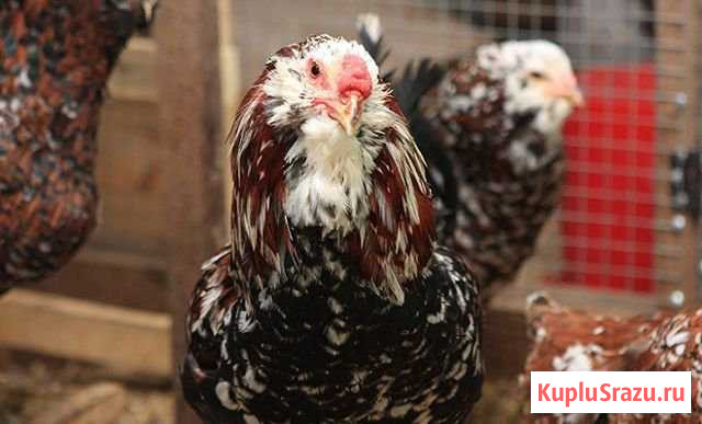 Орловские ситцевые Кстово - изображение 1