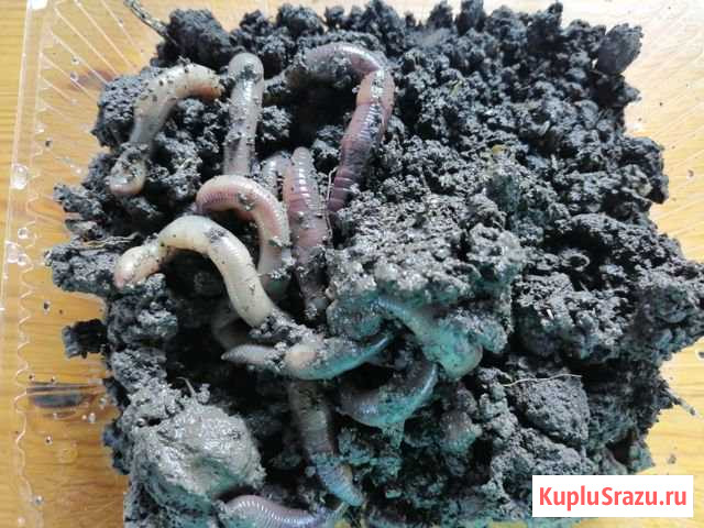 Черви выползки на сома Кировская - изображение 1