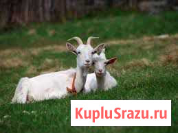 Продам коз Черняховск - изображение 1
