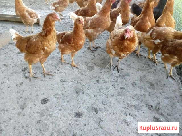 Куры молодки хайсекс браун Калининград - изображение 1