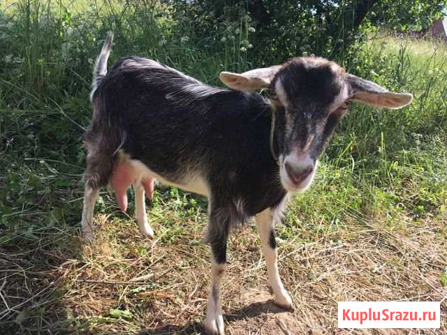 Дойные козы Зааненская, Альпийская, Камерунская Голицыно - изображение 1