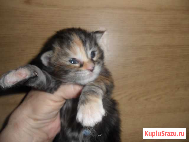 Мейн куняшки Камышин - изображение 1