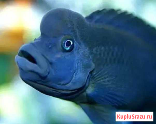 Львиноголовая цихлида Балашиха - изображение 1