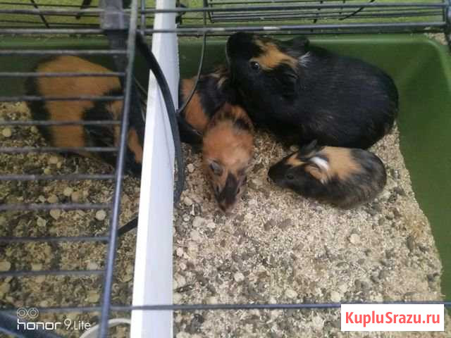 Морская свинка Калининград - изображение 1