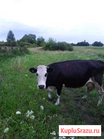 Корова Пристень - изображение 1