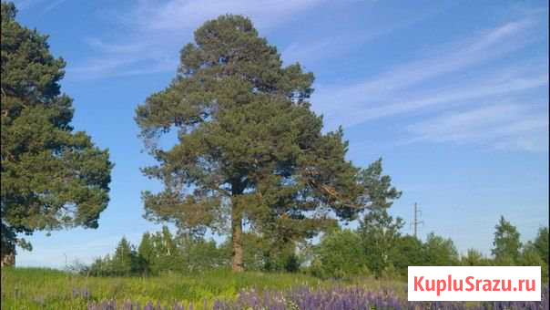  Гдов - изображение 1