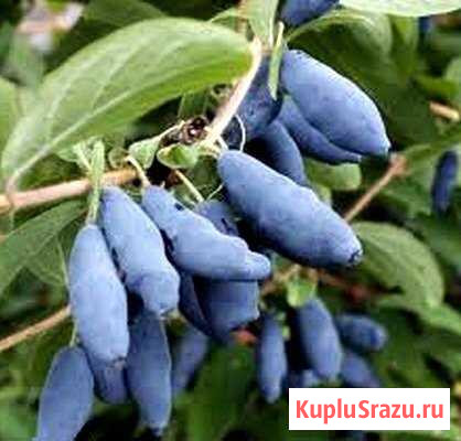 Жимолость Кольчугино - изображение 1