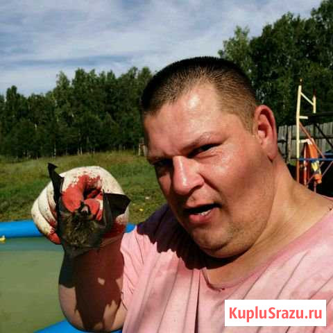Мышь летучая Копейск - изображение 1