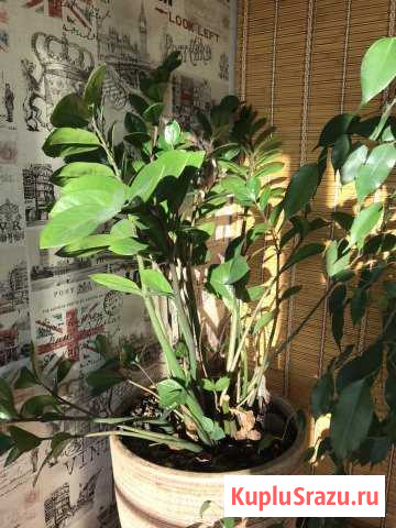 Комнатное растение Мытищи - изображение 1