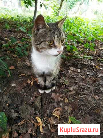 Живет такой котик Королев - изображение 1