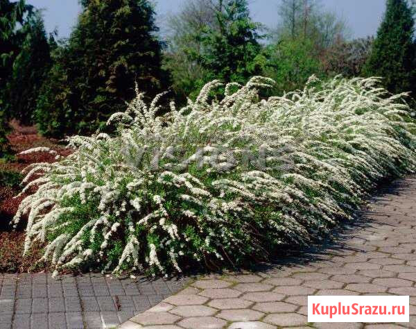 Декоративные кустарники Кольчугино - изображение 1