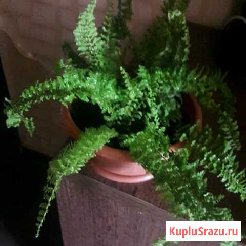 Папоротник Невинномысск - изображение 1