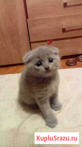 Шотландики Балашиха - изображение 1