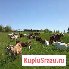 Продаются нубийские козы Воронеж - изображение 1