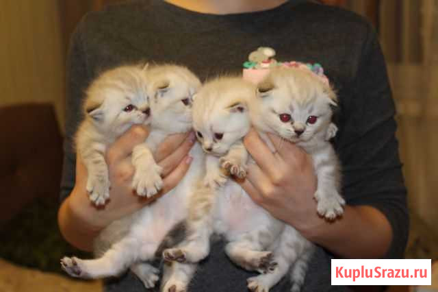 Котята шотландские Туапсе - изображение 1