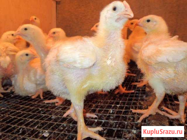 Продам бройлера породы кобб 500 Богородск - изображение 1