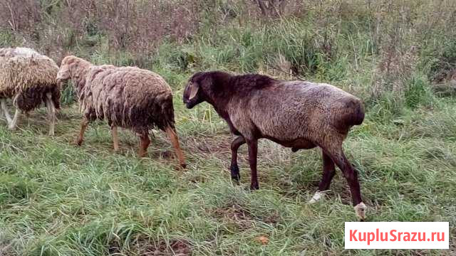 Курдючный баран Курск - изображение 1