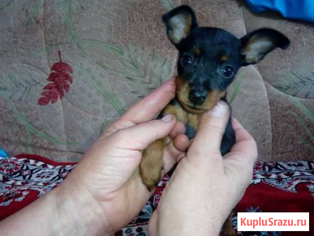 Цвергпинчер (маленький доберман) Лыткарино - изображение 1