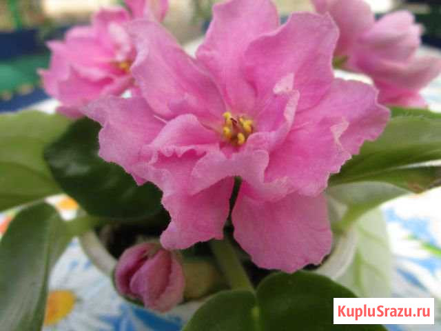 Продаю фиалки Абинск - изображение 1