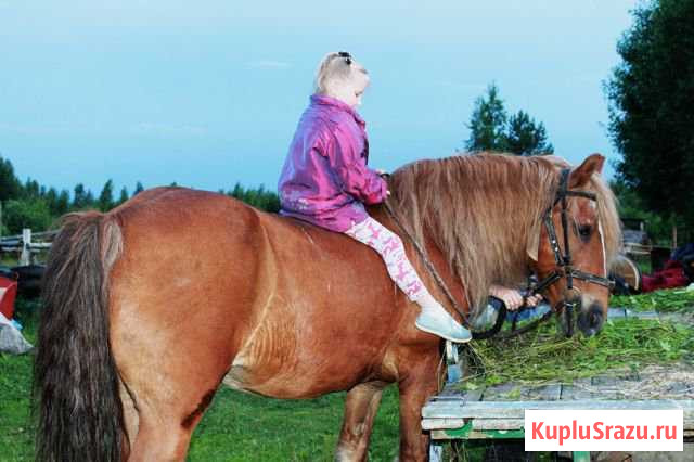 Прогулки на лошадях Рыбинск - изображение 1