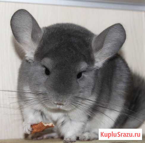 Шиншилла Пятигорск - изображение 1