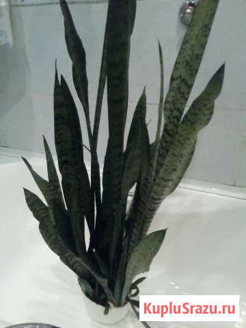 Отдам / обменяю отростки Щучий хвост Заречье - изображение 1