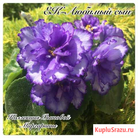Фиалки (детки) Люберцы - изображение 1