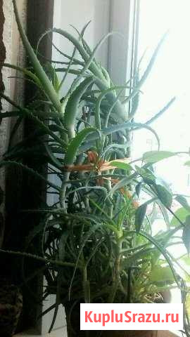 Столетник Электрогорск - изображение 1