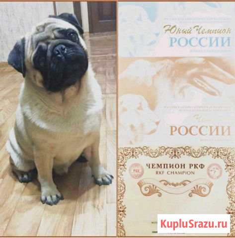 Опытный кобель РКФ (вязка) Славянск-на-Кубани - изображение 1