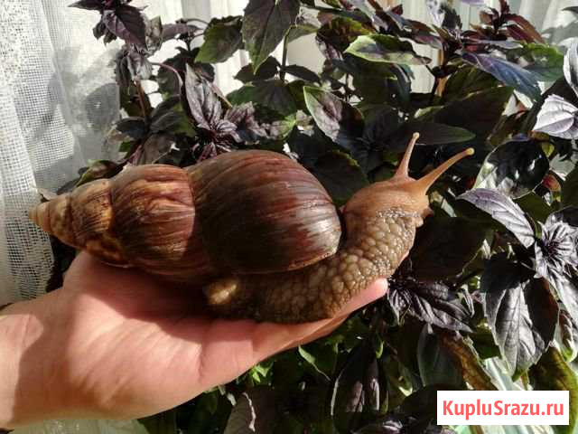 Ахатина Ногинск - изображение 1