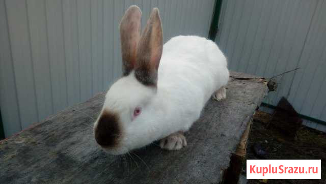 Крольчихи, Кролики для разведения Ульяновка - изображение 1