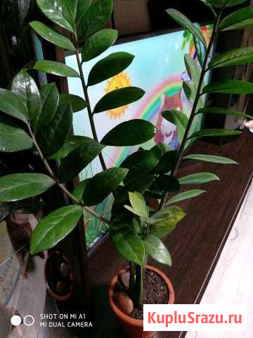 Замиокулькас Королев - изображение 1