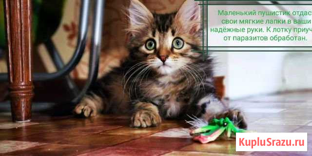 Отдам котёнка Борисоглебск - изображение 1
