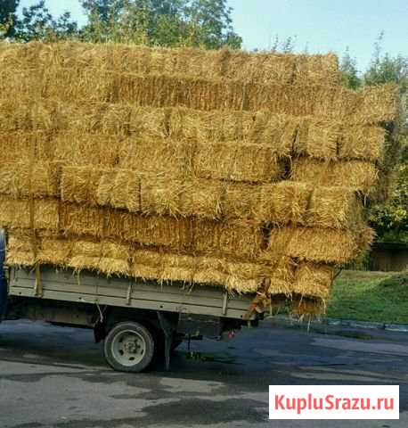 Салома Майский - изображение 1