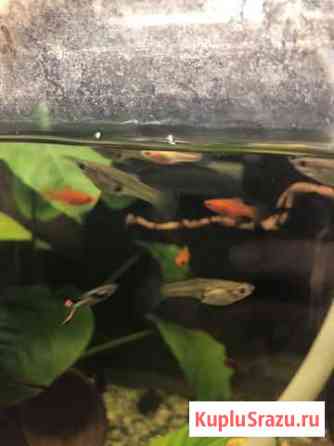 Рыбки гуппи продам Красногорск