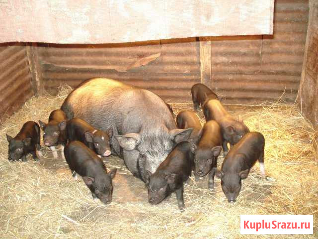 Вьетнамские поросята Курган - изображение 1