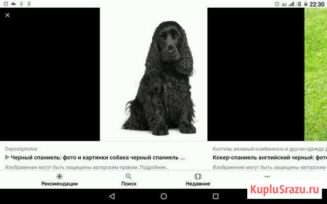 Найден кокер спениэль чёрного цвета Домодедово - изображение 1