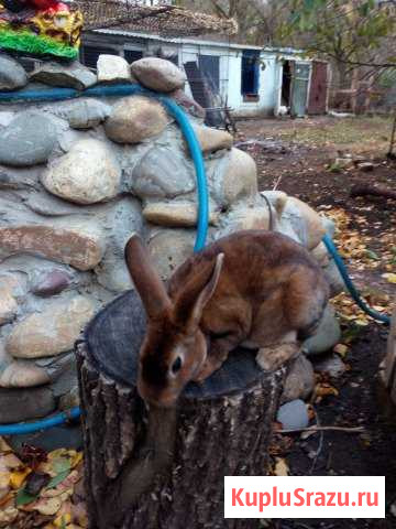 Кролики рекс. Обмен Михайловск - изображение 1