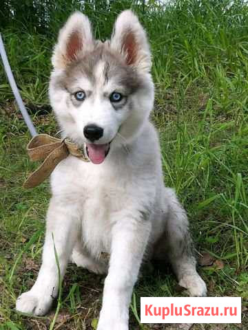 Щенок сибирской хаски Электросталь - изображение 1