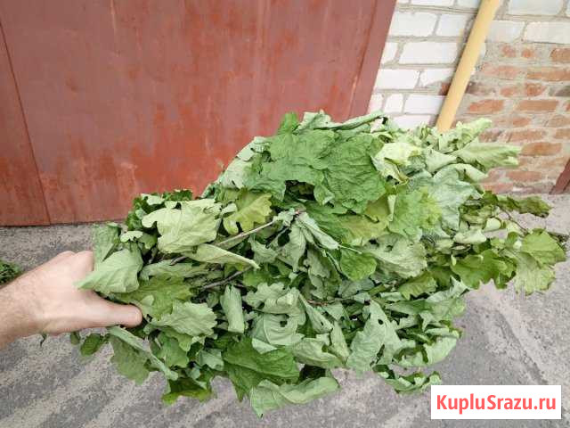 Веник для бани Павловск - изображение 1
