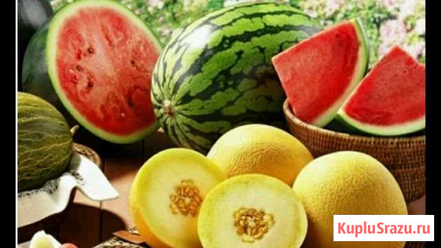 Арбуз, дыня Оптом от производителя цена договорная Иловля - изображение 1