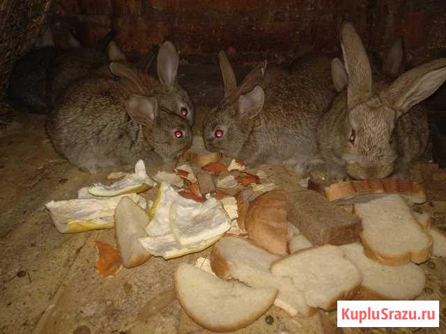 Кролики молодняк Волоколамск - изображение 1