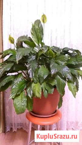 Спатифиллум (женское счастье) Энгельс - изображение 1